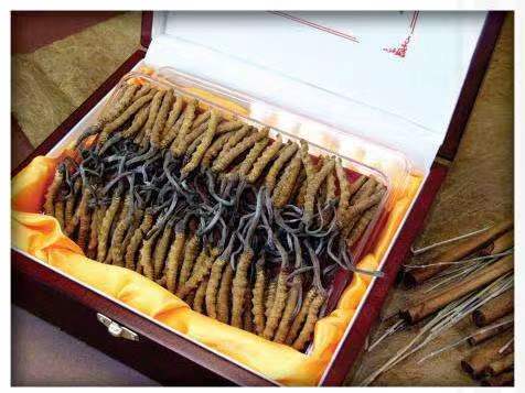 会泽冬虫夏草回收